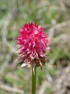 Image of Gymnadenia corneliana (Beauverd) Teppner & E. Klein