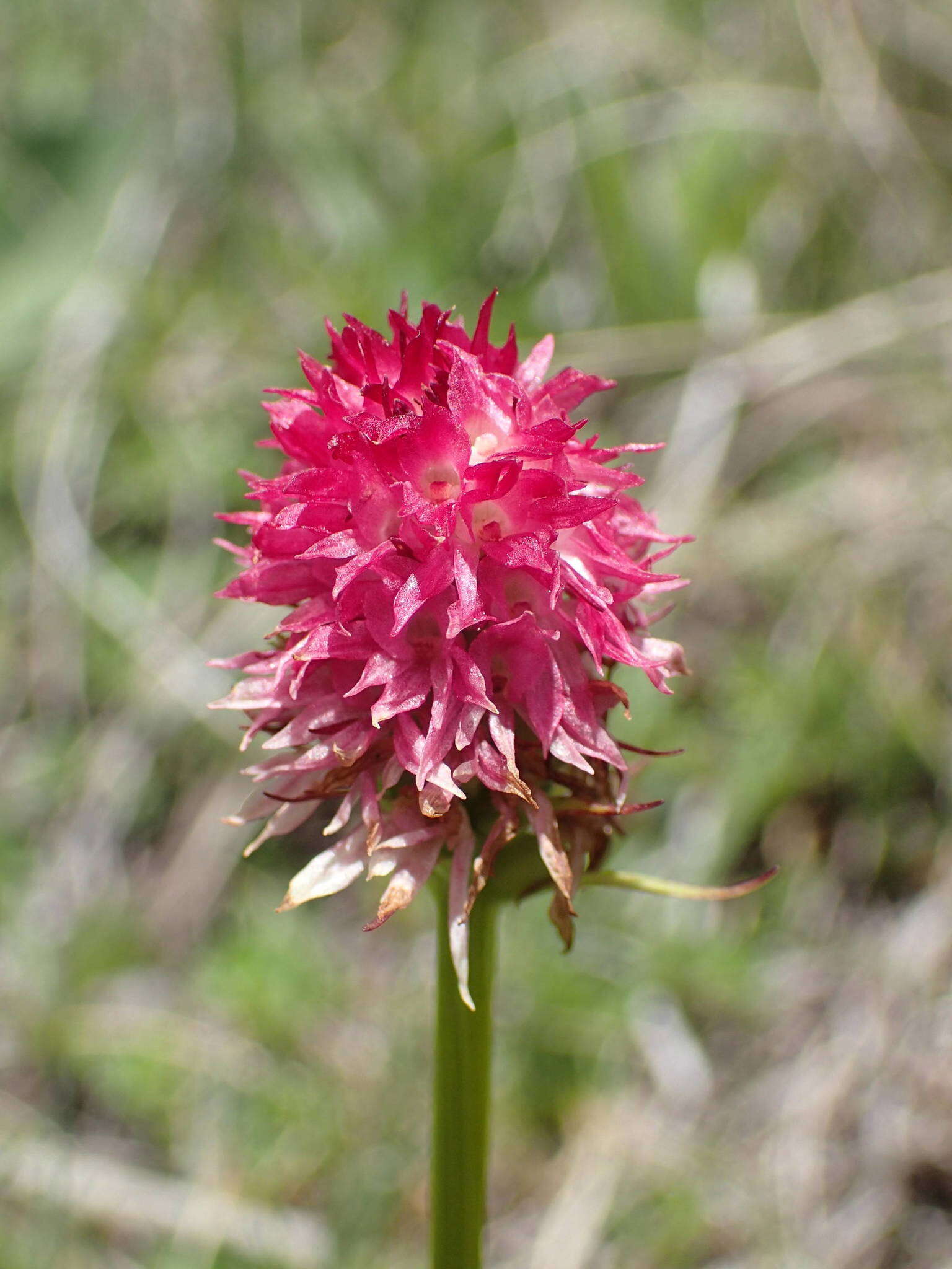 Слика од Gymnadenia corneliana (Beauverd) Teppner & E. Klein