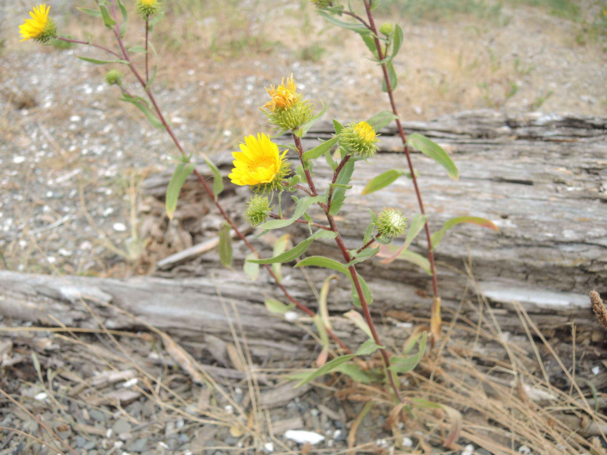 Image of <i>Grindelia <i>stricta</i></i> var. stricta