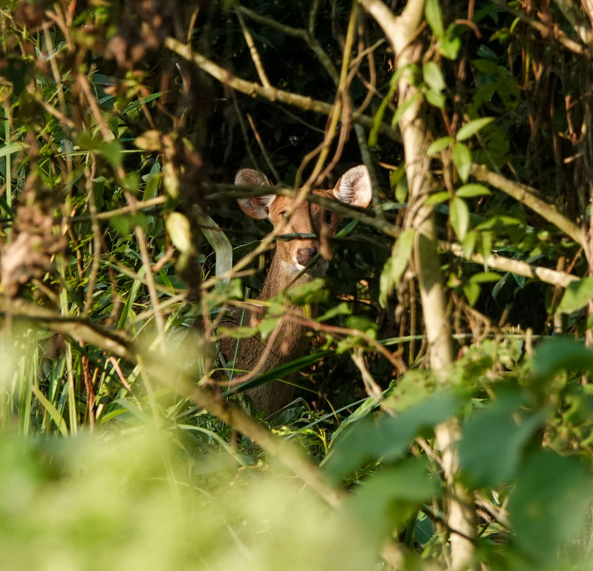 Image of Hog Deer