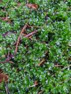 Image of many-fruited thyme-moss