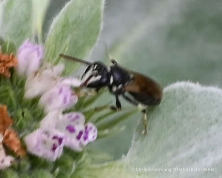 صورة Hylaeus leptocephalus (Morawitz 1870)