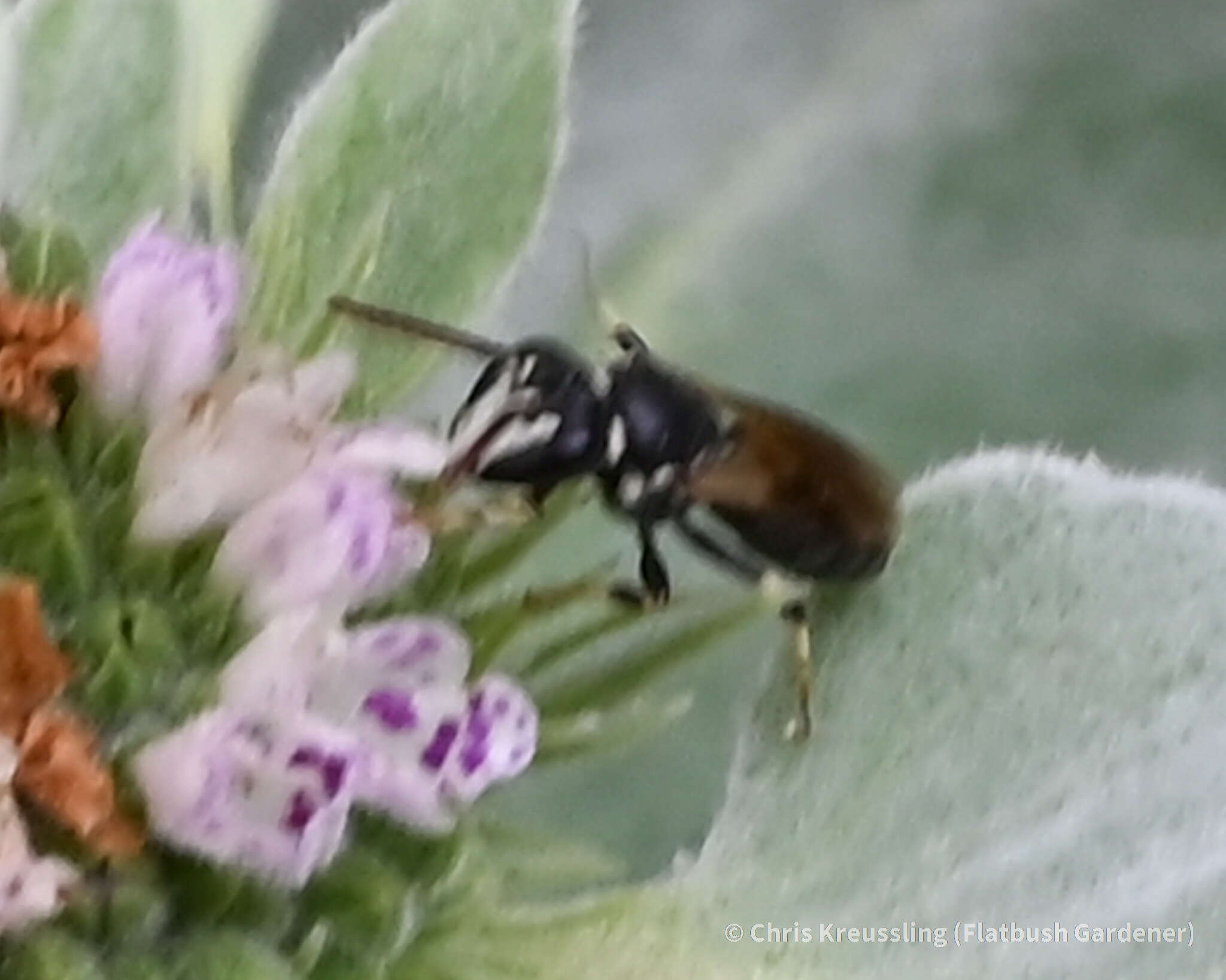 Imagem de Hylaeus leptocephalus (Morawitz 1870)