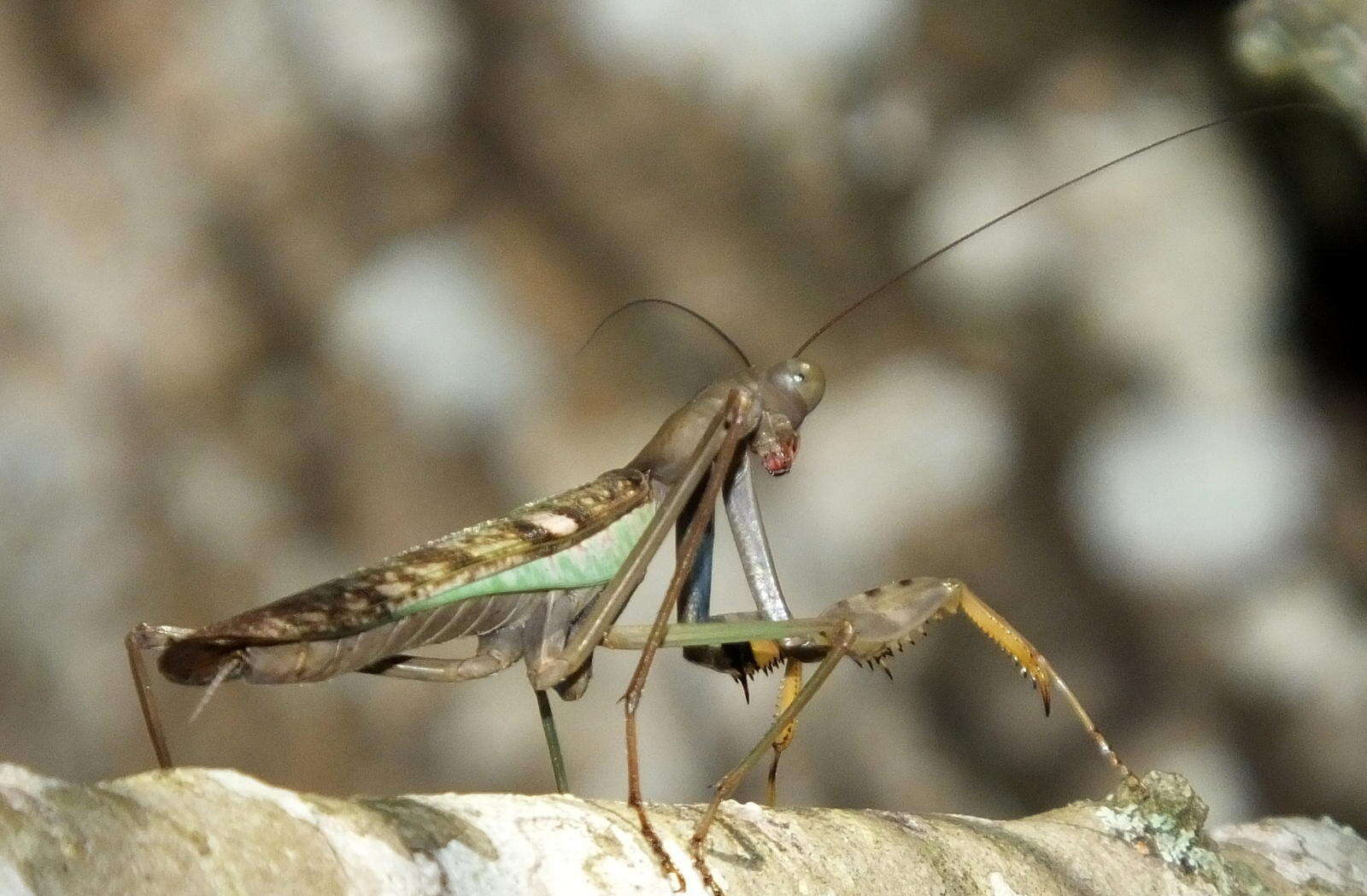 Image of Polyspilota aeruginosa (Goeze 1778)