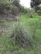 صورة Muhlenbergia robusta (E. Fourn.) Hitchc.