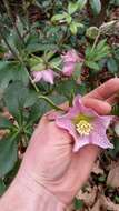 Image of lenten-rose