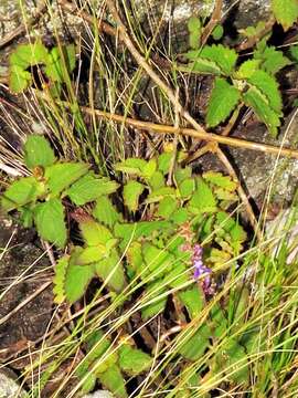 Image of Plectranthus bojeri (Benth.) Hedge