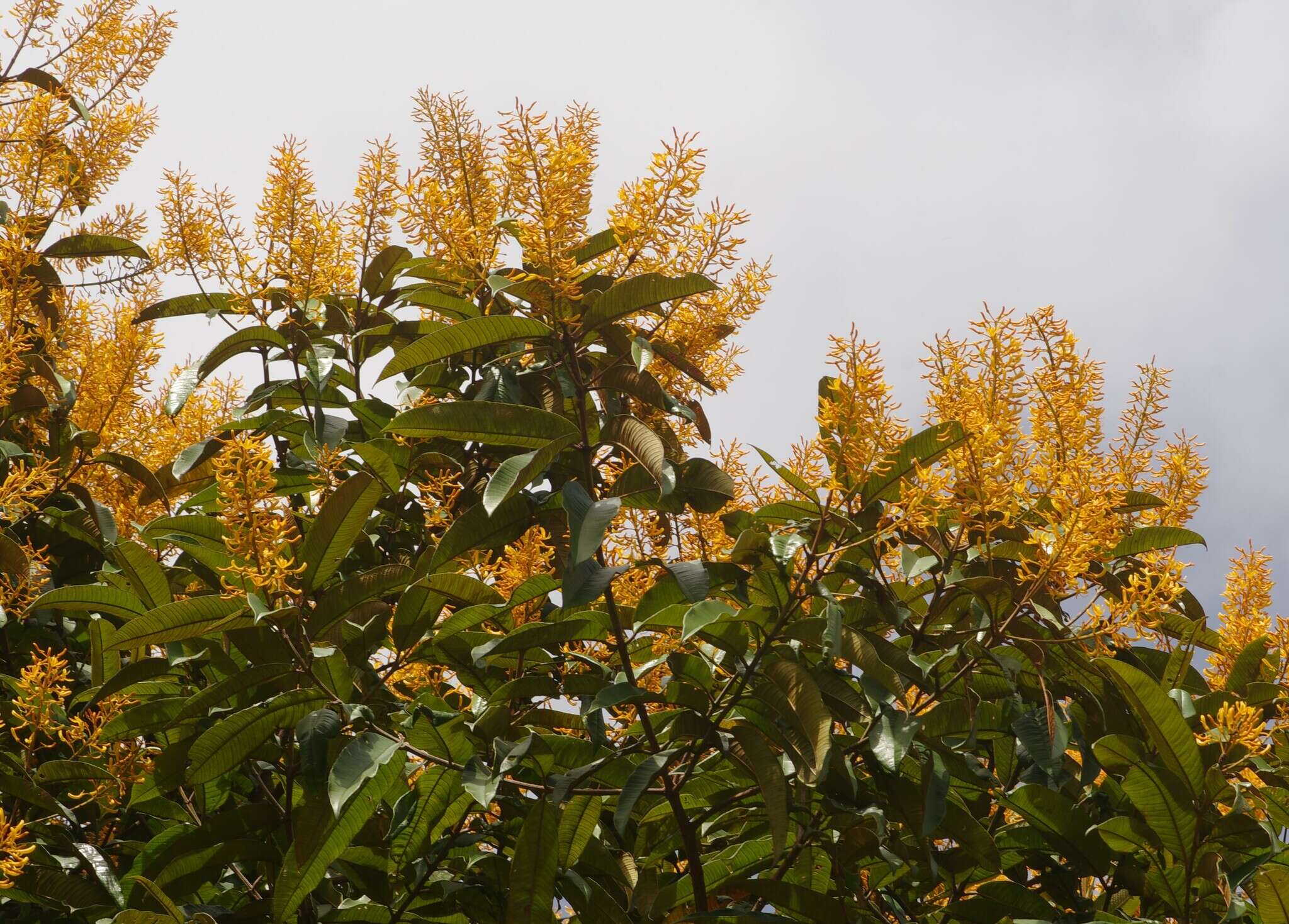 Image of Vochysia sabatieri L. Marcano-Berti