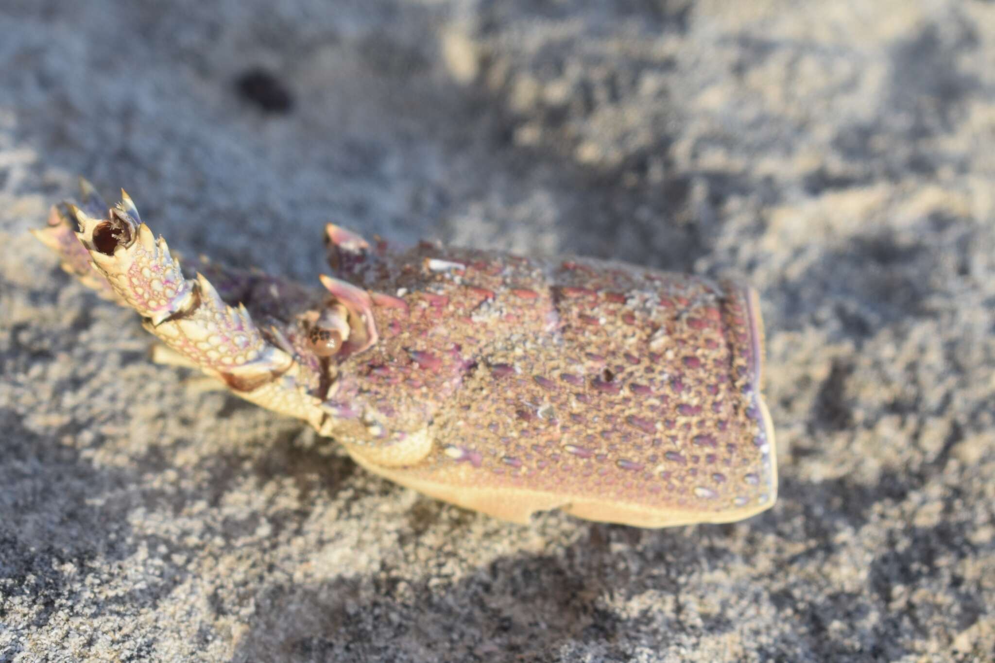 Image of Cape Rock Lobster