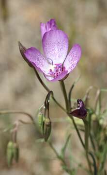 صورة Clarkia cylindrica subsp. cylindrica