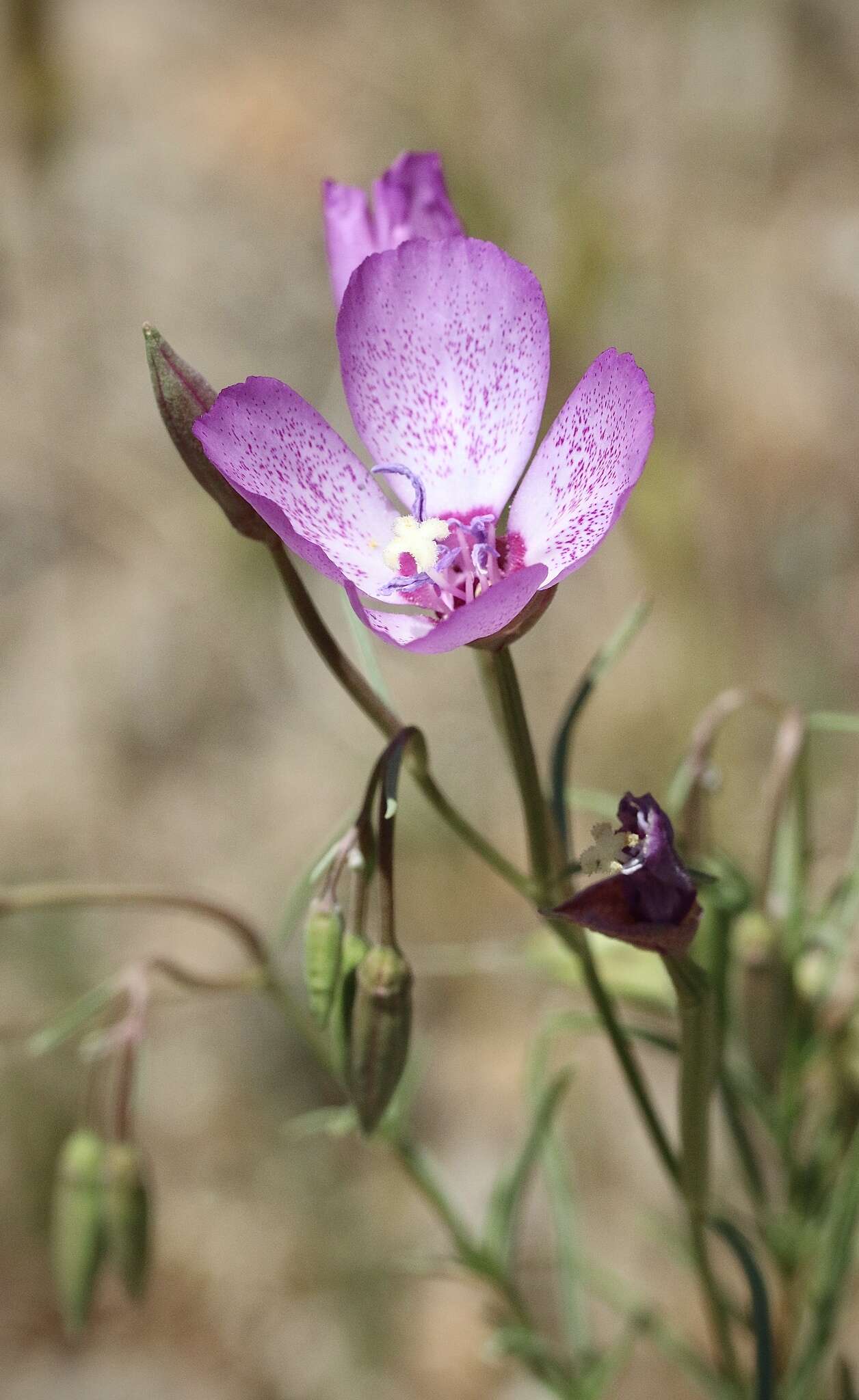 Plancia ëd Clarkia cylindrica subsp. cylindrica