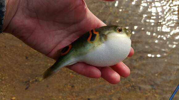 Image of Ocellated Puffer