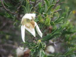 Image of Justicia cuneata Vahl