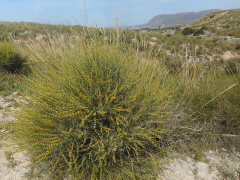 Image of Anthyllis terniflora (Lag.) Pau