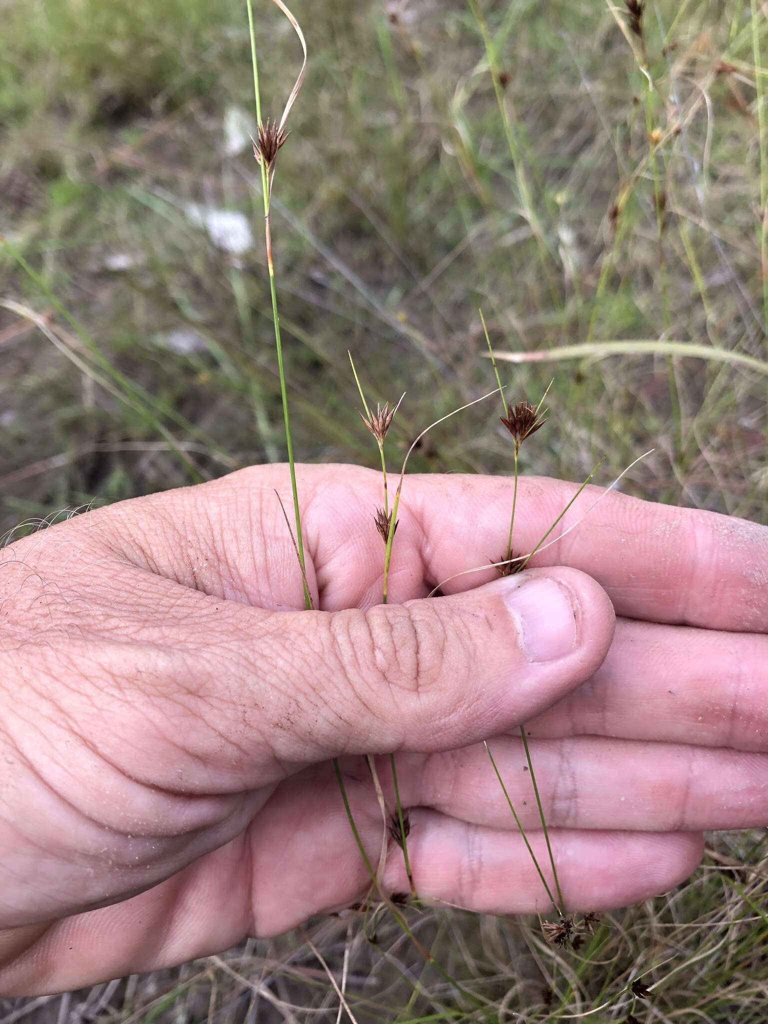 Image of Loose-Head Beak Sedge