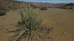 Image of Euphorbia dregeana E. Mey. ex Boiss.