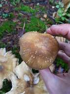 Image of Tricholoma arvernense Bon 1976