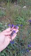 Image of Anchusa leptophylla Roem. & Schult.