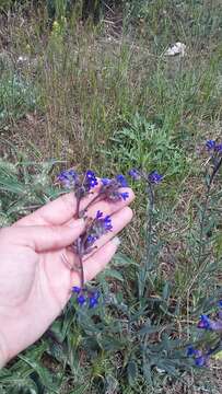 Anchusa leptophylla Roem. & Schult.的圖片