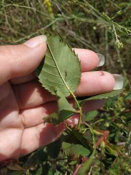 Image of Rosa marginata Wallr.