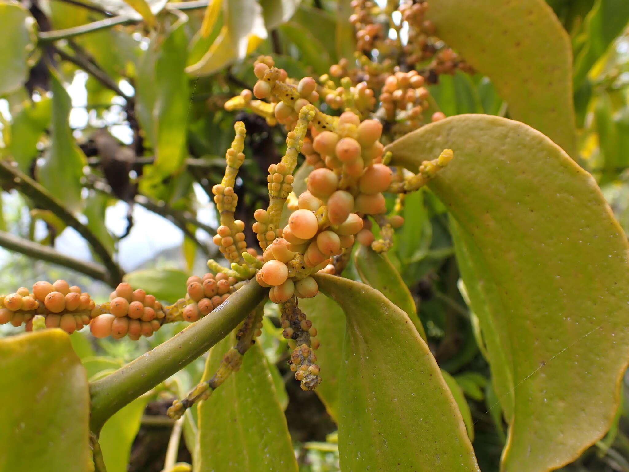 Слика од Phoradendron nervosum Oliver