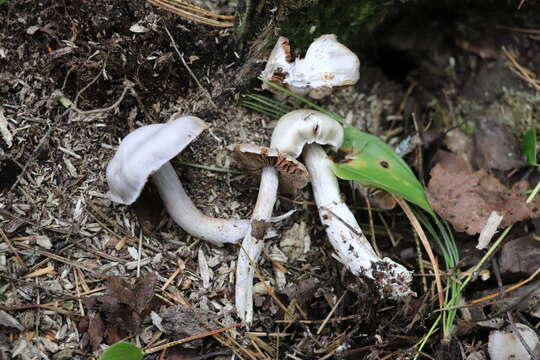 Image of light violet cortinarius