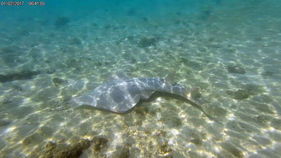 Image of Common Shovelnose Ray