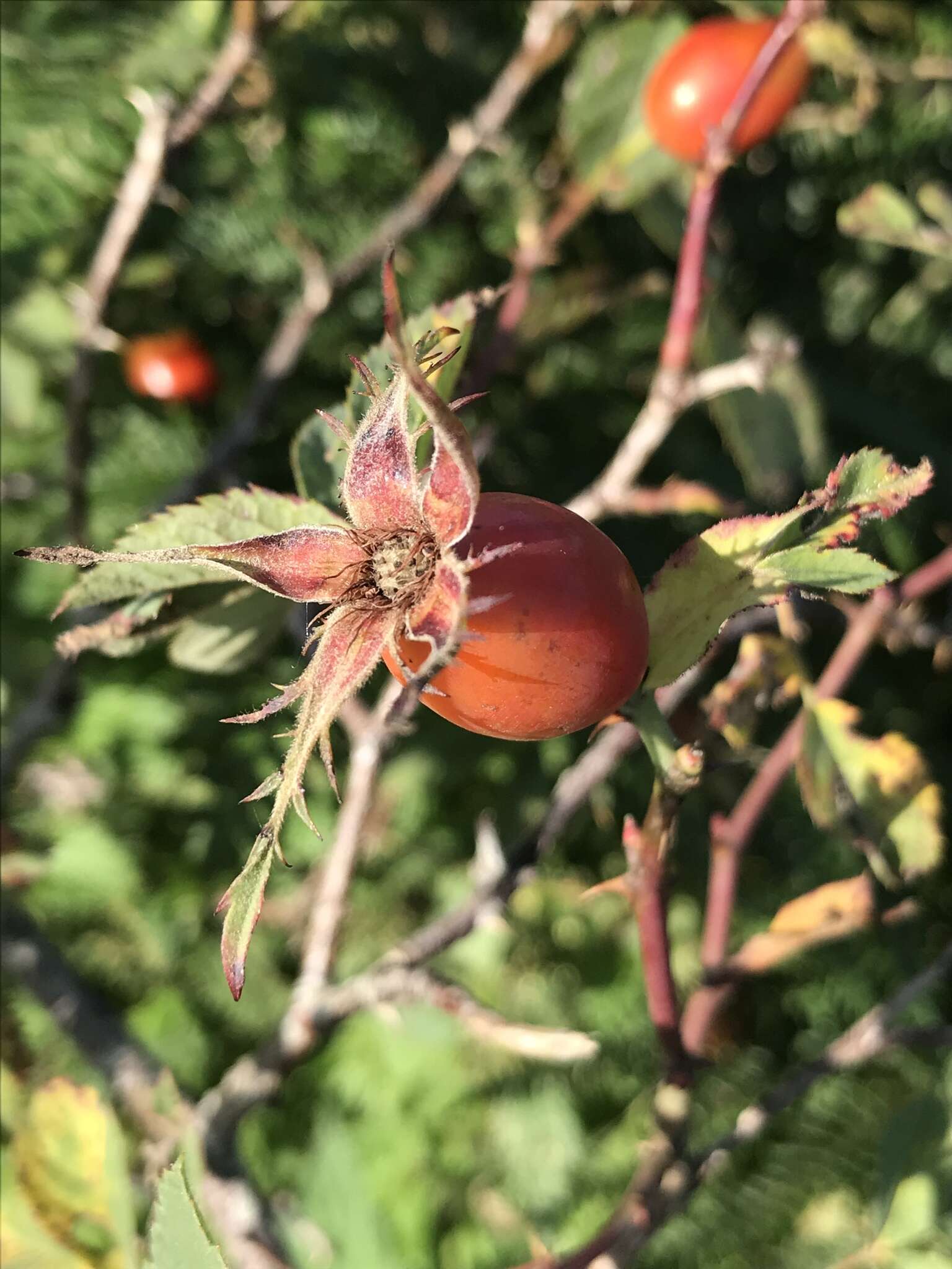 Plancia ëd Rosa dumalis Bechst.