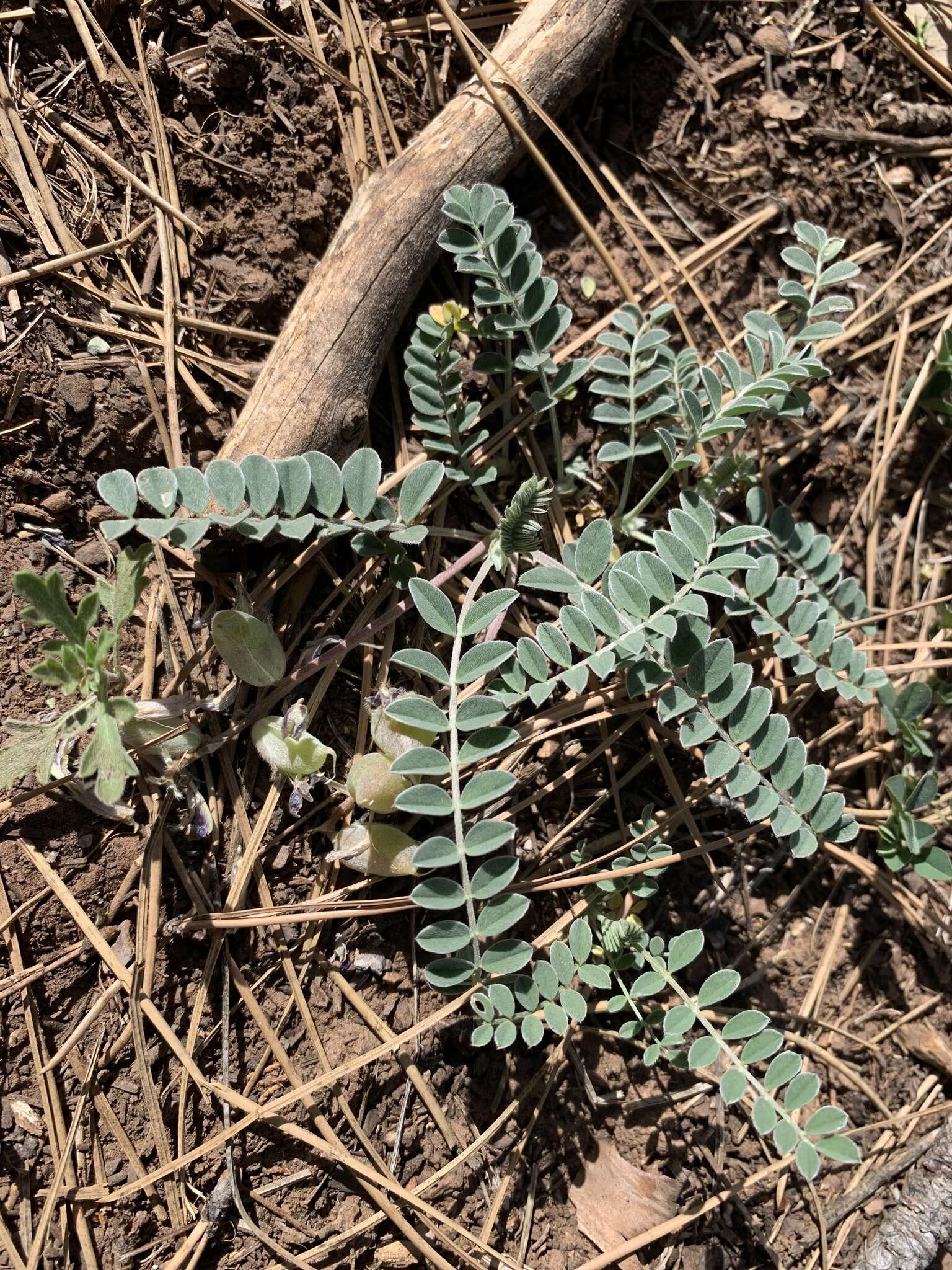 Sivun Astragalus castaneiformis S. Wats. kuva