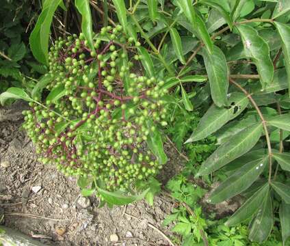 Plancia ëd Sambucus canadensis L.