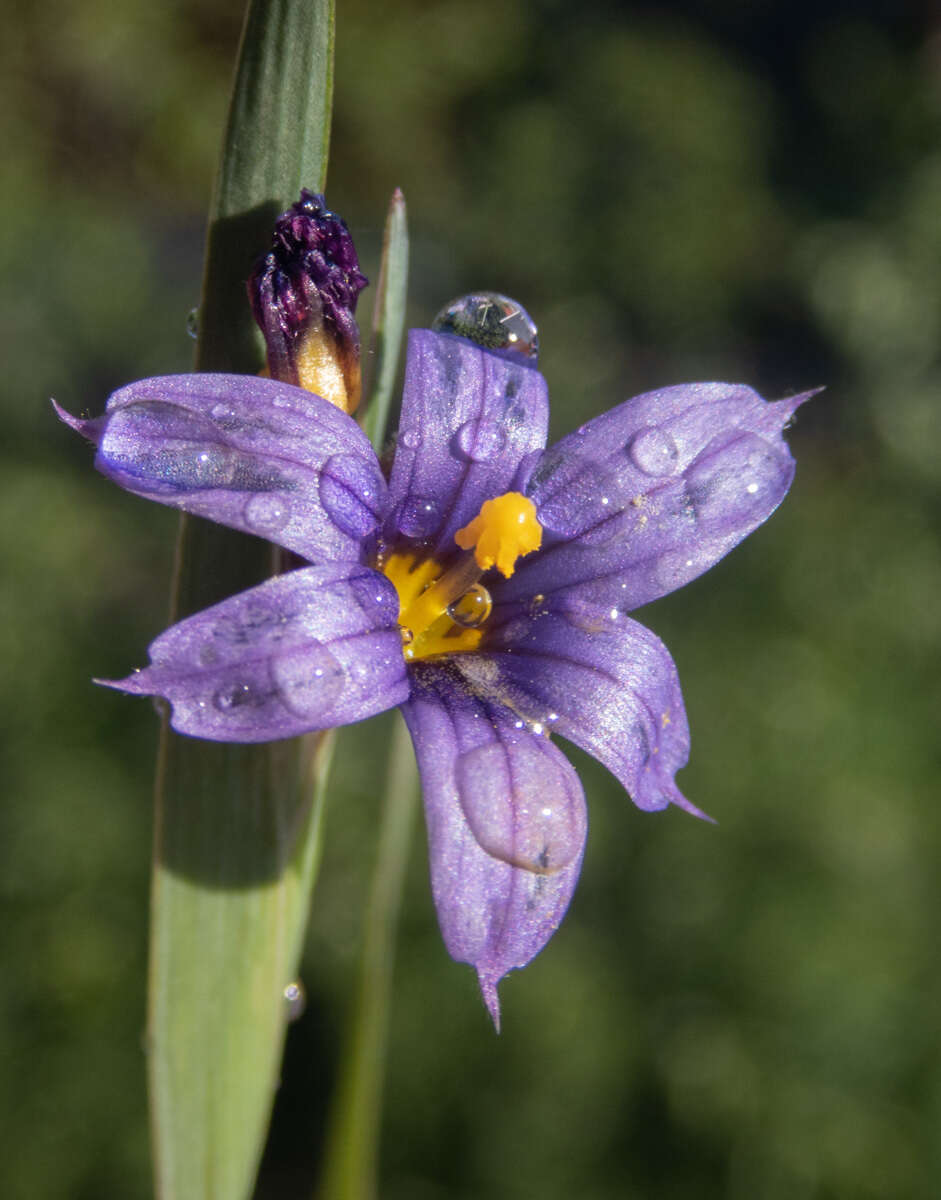 Image of Alaska Blue-Eyed-Grass