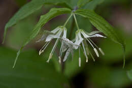 Prosartes maculata (Buckley) A. Gray的圖片