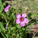 Image of Oxalis bipartita A. St.-Hil.