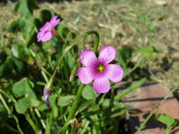 Sivun Oxalis bipartita A. St.-Hil. kuva