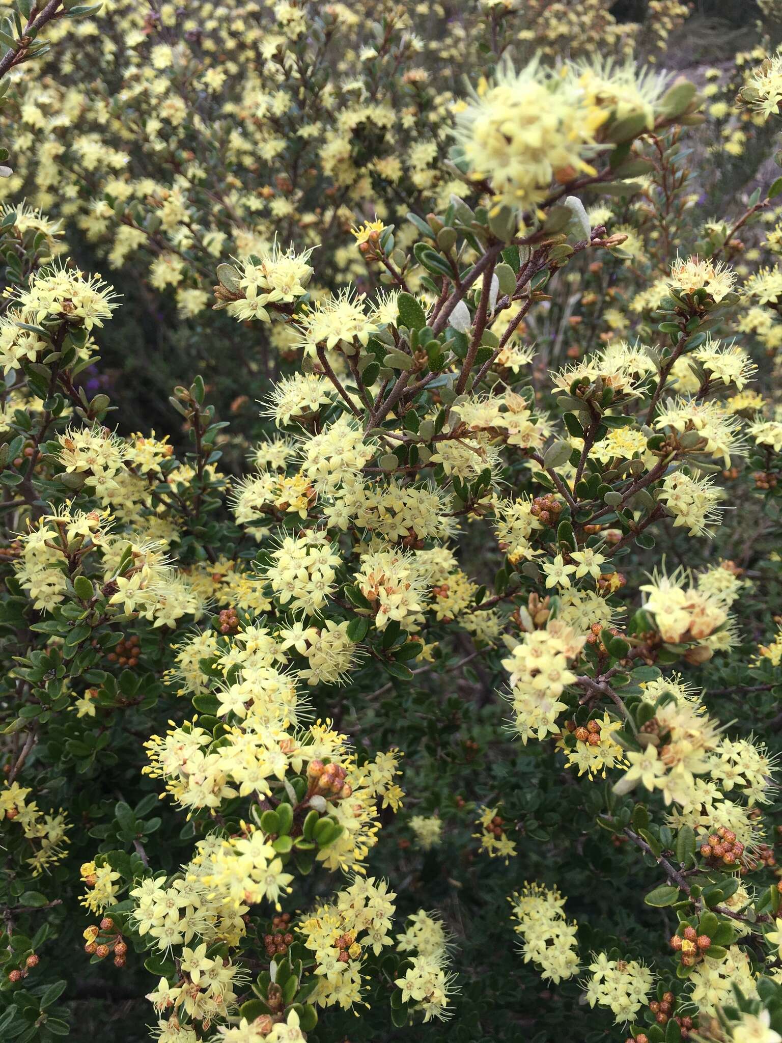 Image of Phebalium squamulosum subsp. ozothamnoides (F. Müll.) Paul G. Wilson