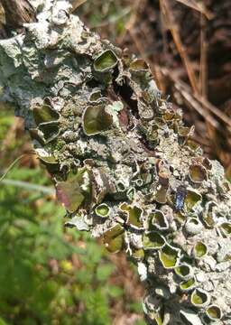 Image of Michaux's parmotrema lichen