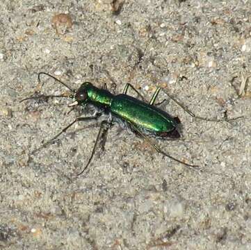 Image of Chihuahua Tiger Beetle