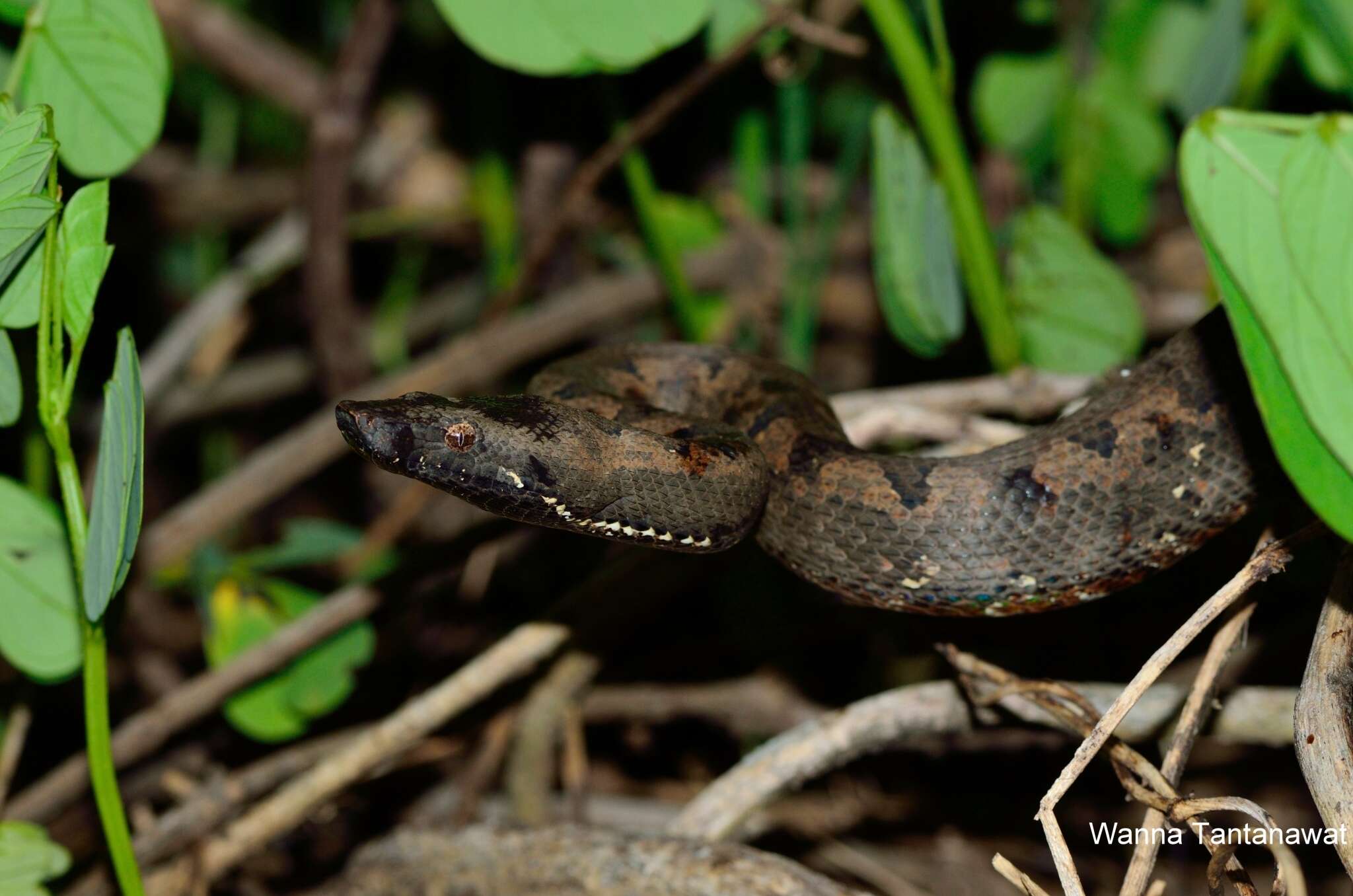 Image of Solomon Island Ground boa