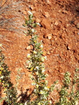 Imagem de Scaevola spinescens R. Br.