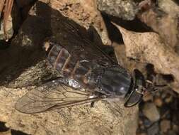 Imagem de Tabanus stonei Philip 1941