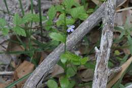 Image of Berlandier's Lobelia