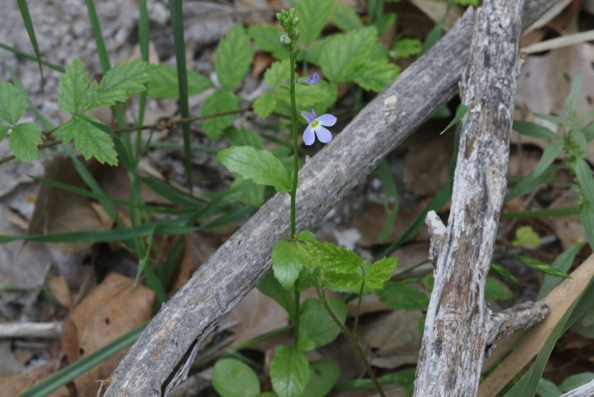 Image of Berlandier's Lobelia