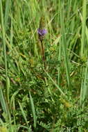 Plancia ëd Dalea foliosa (A. Gray) Barneby