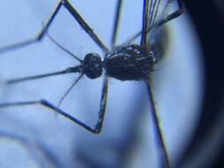 Image of Dengue fever mosquito