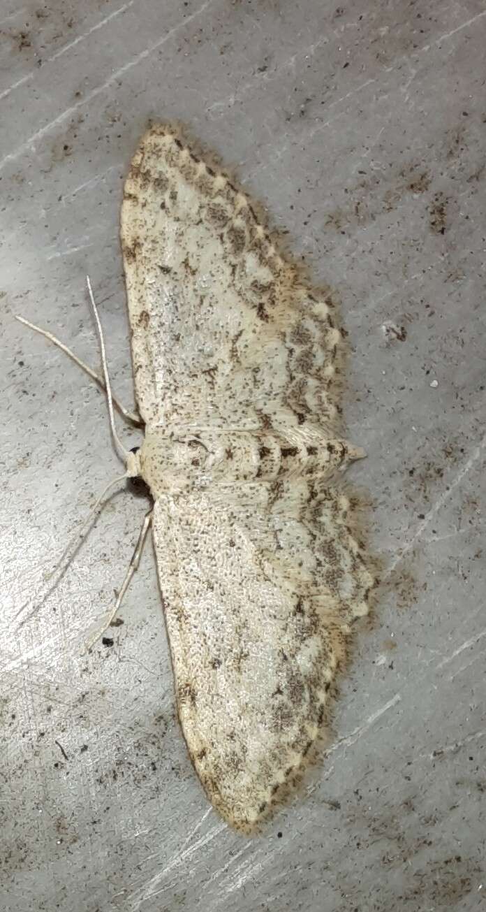 Imagem de Idaea incisaria Staudinger 1892