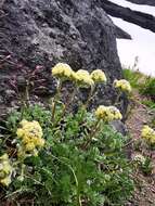 Plancia ëd Artemisia glomerata Ledeb.