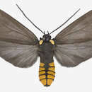 Image of Opharus bimaculata Dewitz 1877