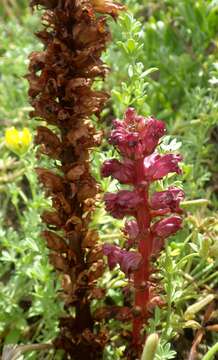 Image of Orobanche foetida Poir.