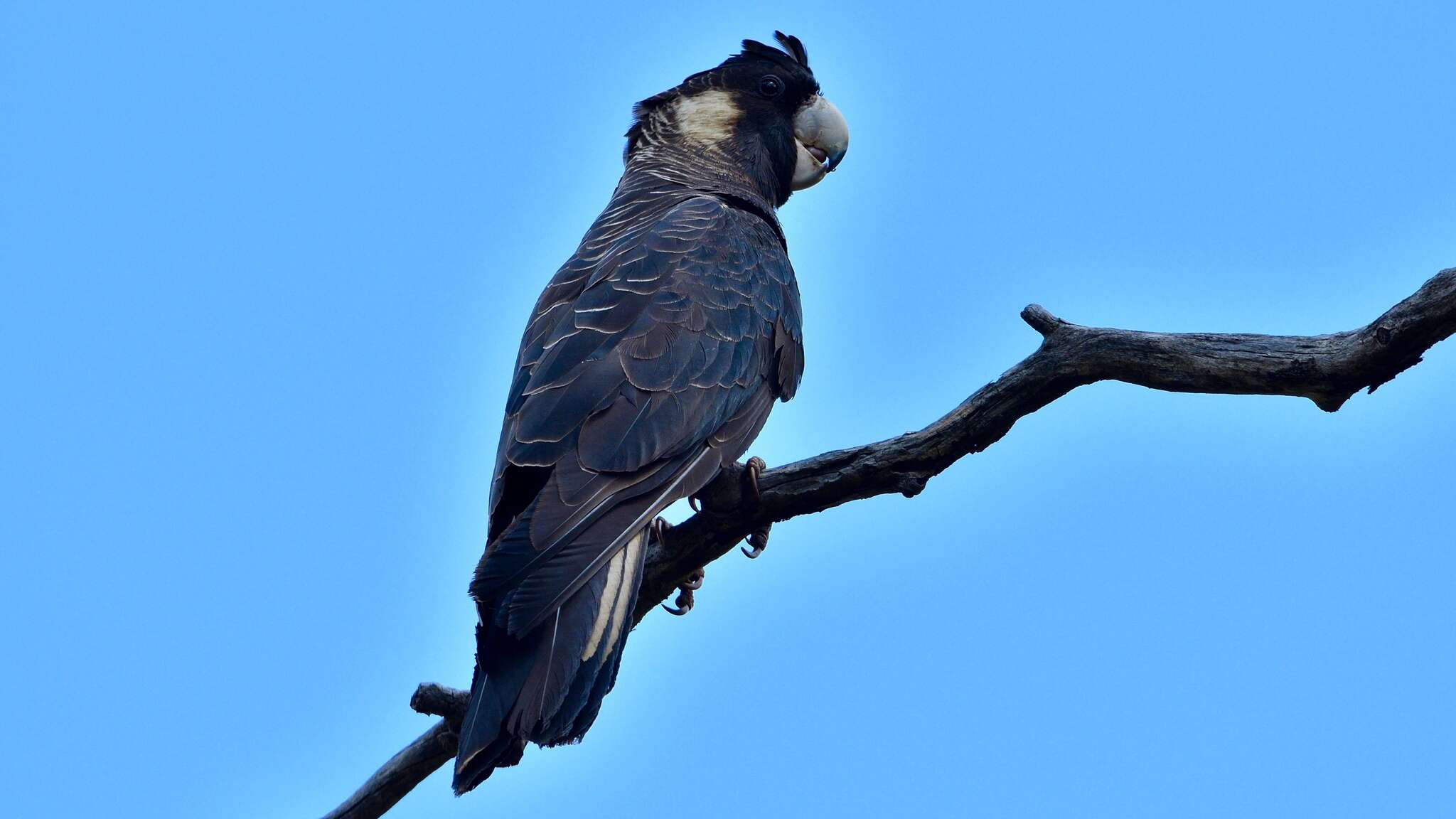 Image of Carnaby's Black Cockatoo