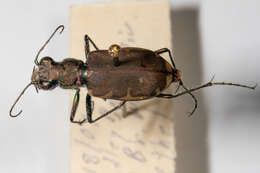 Image of Appalachian Tiger Beetle